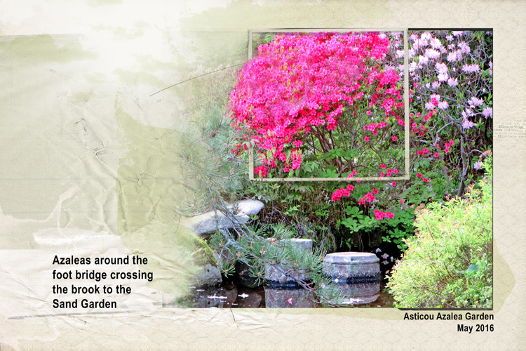 Azaleas at Asticou Garden