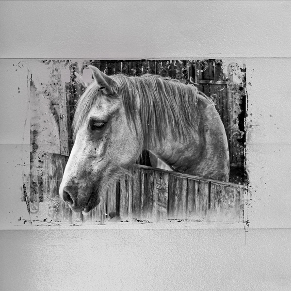 B/W Challenge: Old Gray Mare