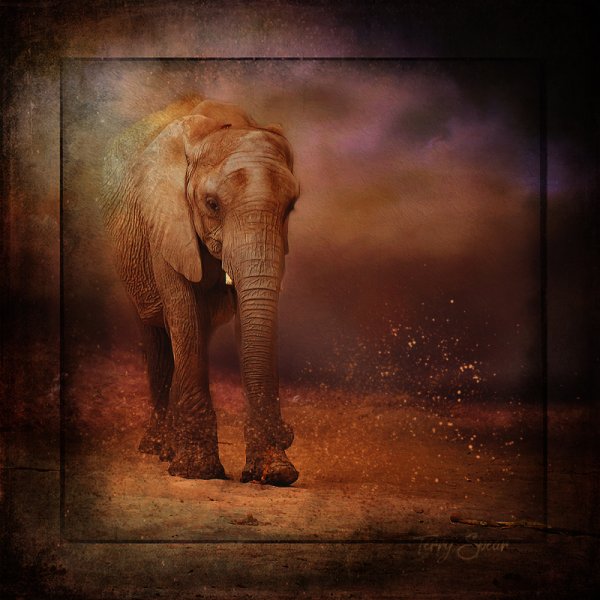 Baby African Elephant