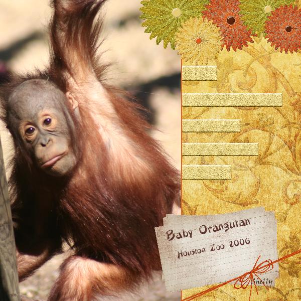 Baby Orangutan