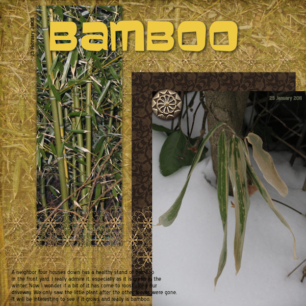 Bamboo