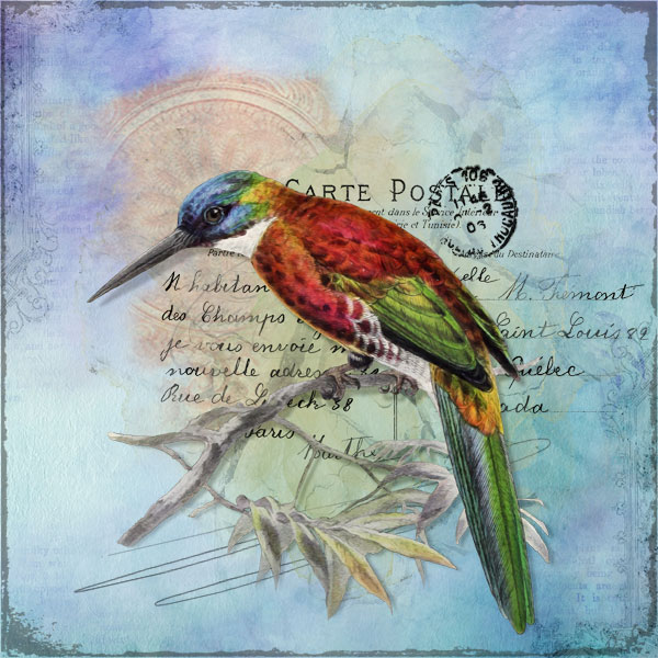 Beautiful Bird