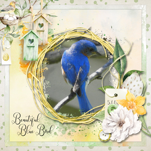 Beautiful Blue Bird