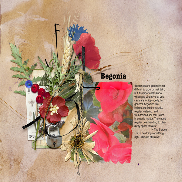 Begonia QP
