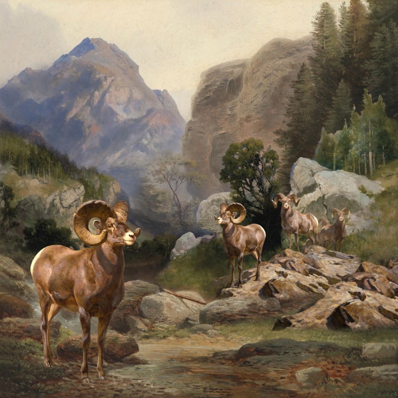 Bighorn Sheep