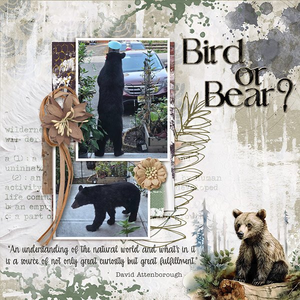 Bird or Bear?