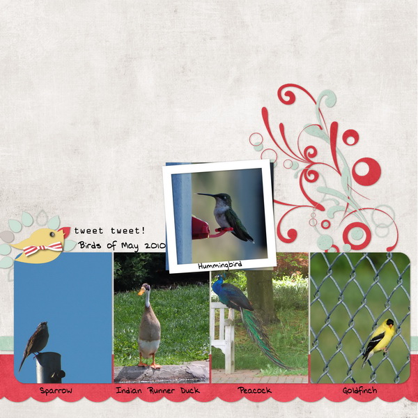 Birds of May