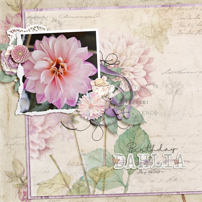 Birthday Dahlia