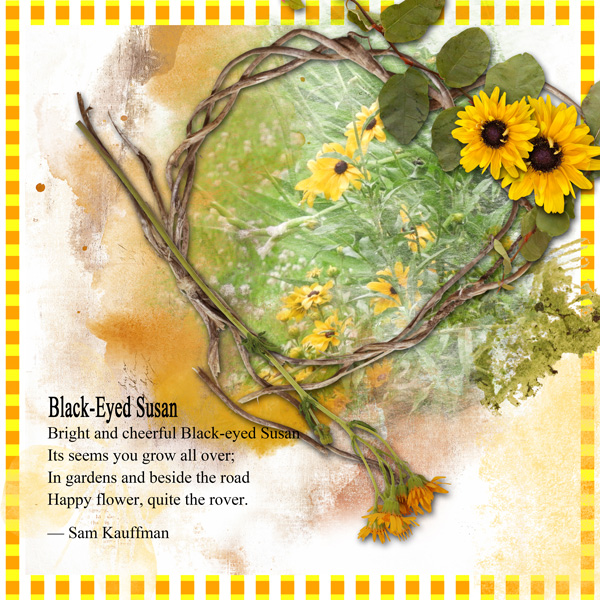 Black Eyed Susan