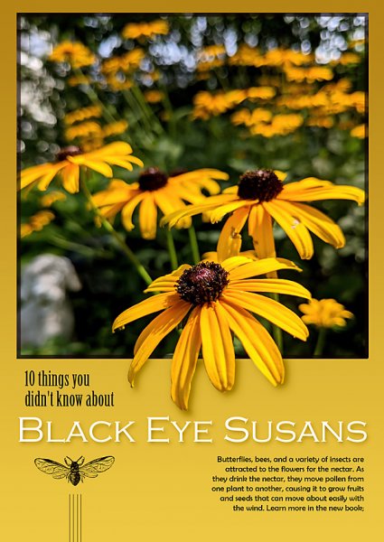 Black Eyed Susans