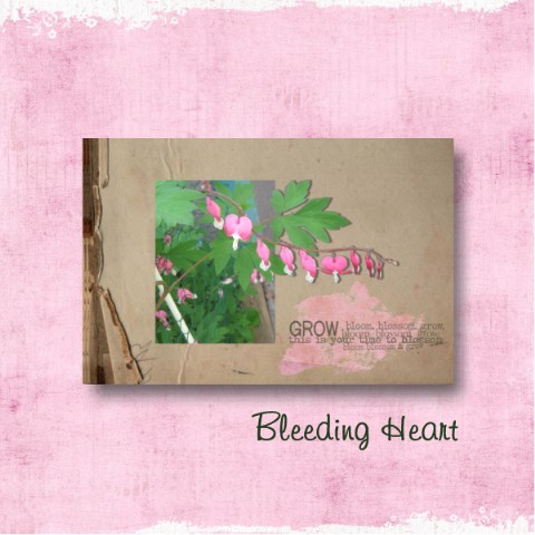 Bleeding Heart