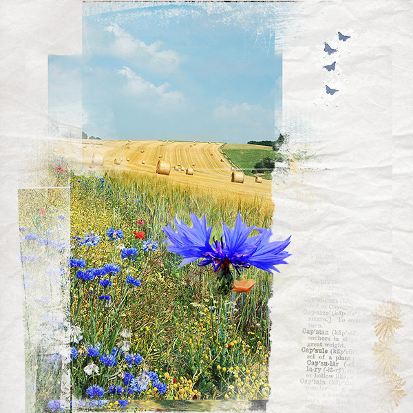 Bleuets