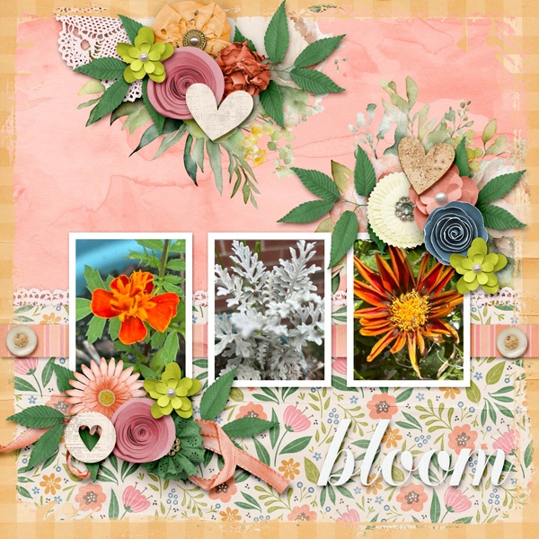 Bloom