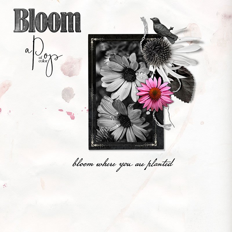 Bloom