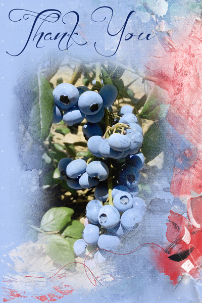 Blueberries-AnnaColor-card