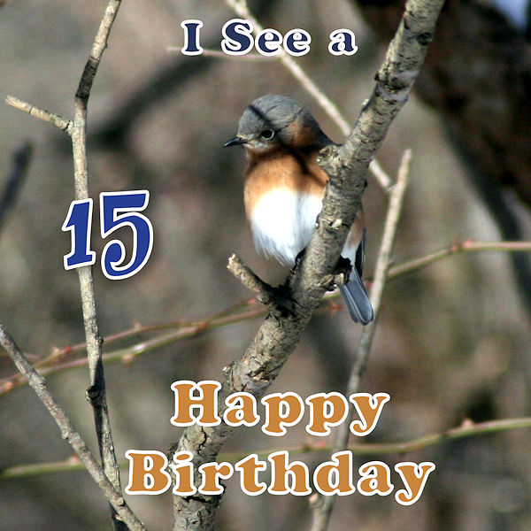 Bluebird Happy Birthday