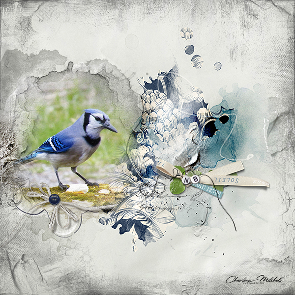 Bluejay