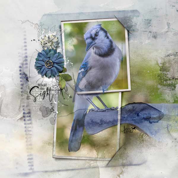 Bluejay