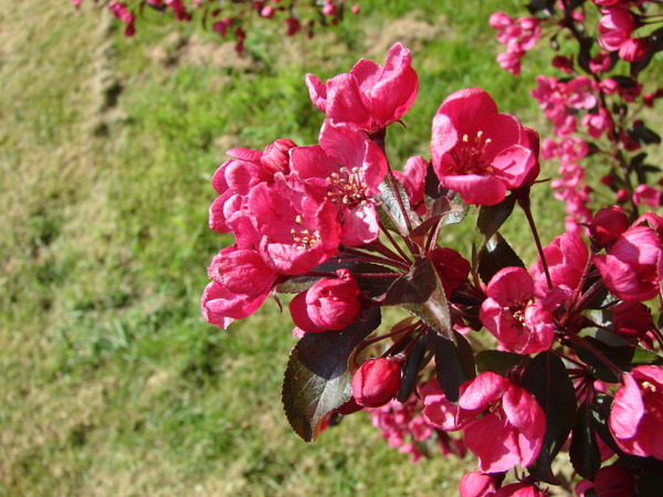 bokeh- crabapple