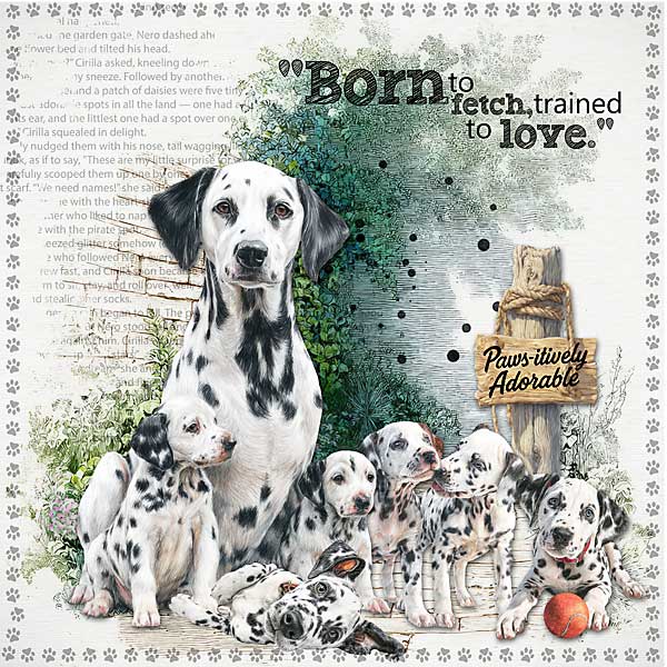 Born to Fetch and Love