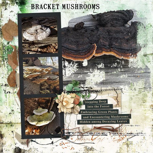 Bracket Mushrooms