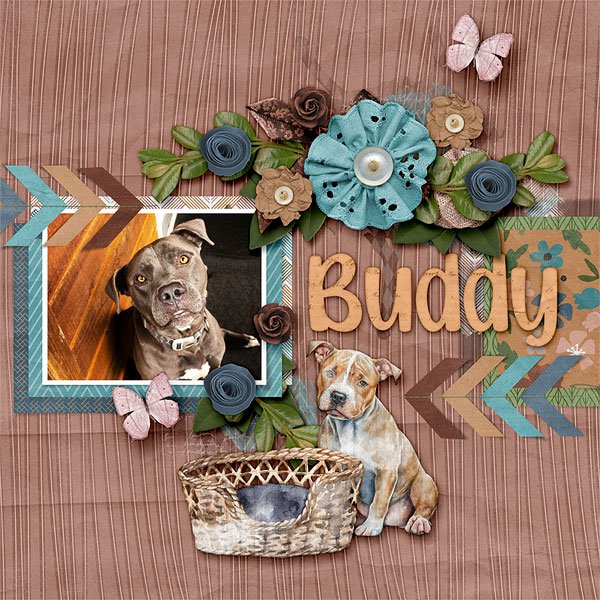 Buddy