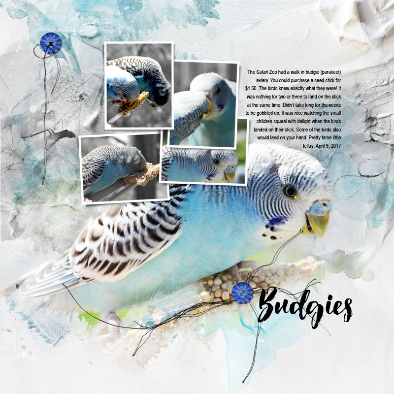 Budgies