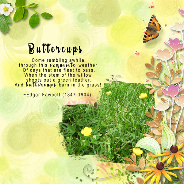 Buttercups