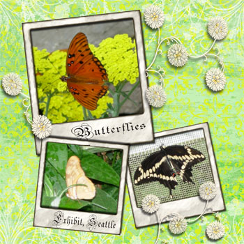 Butterflies