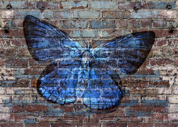 Butterfly Wall