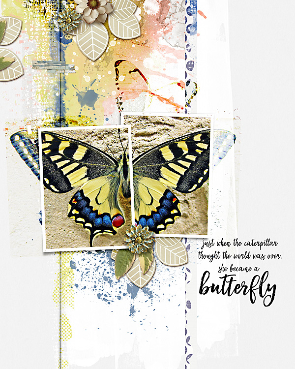 Butterfly