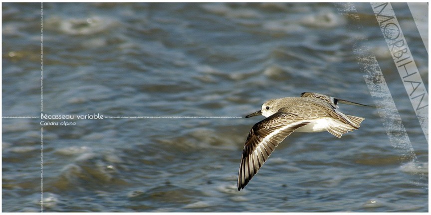 Calidris alpina