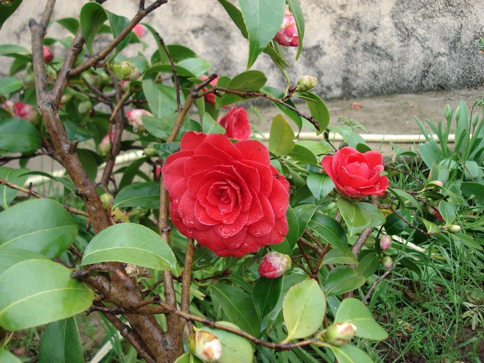 Camellia