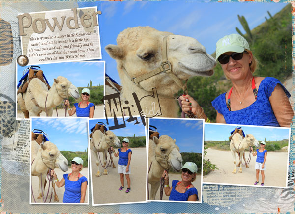 Camels 1