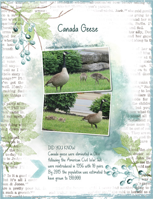 Canada Geese