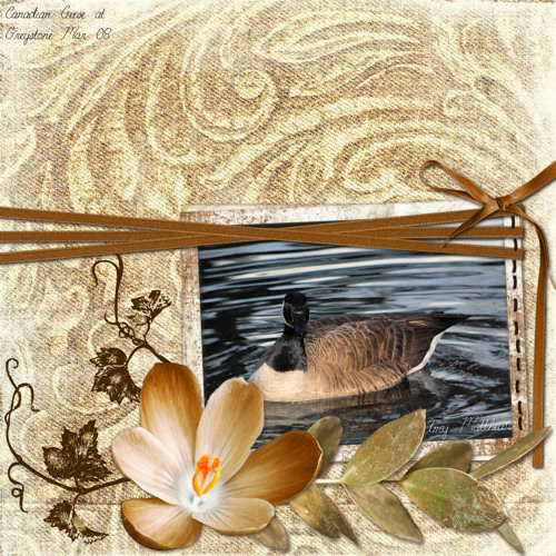 Canadian Geese