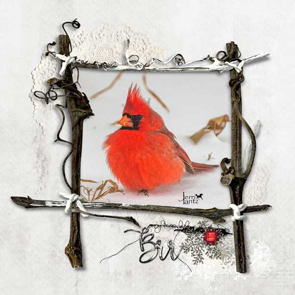 Cardinal