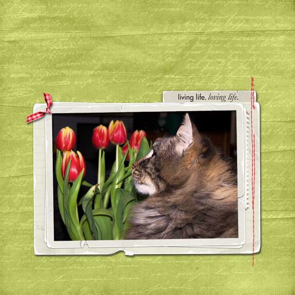 Cat Amoung the Tulips