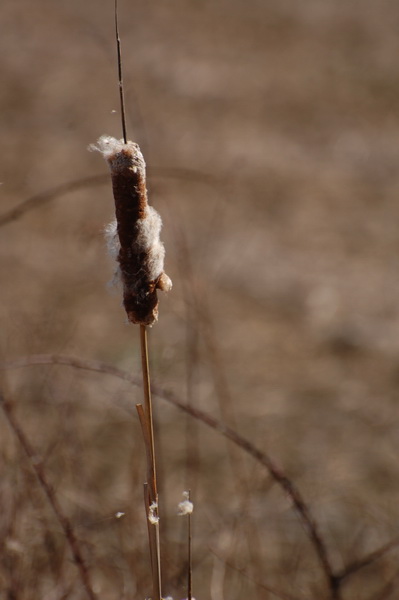 cat tail