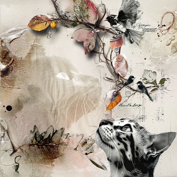 Cats & Birds