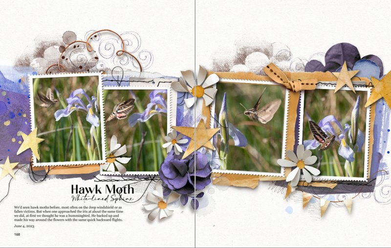 Challenge #1: Hawk Moth (White-lined Sphinx)