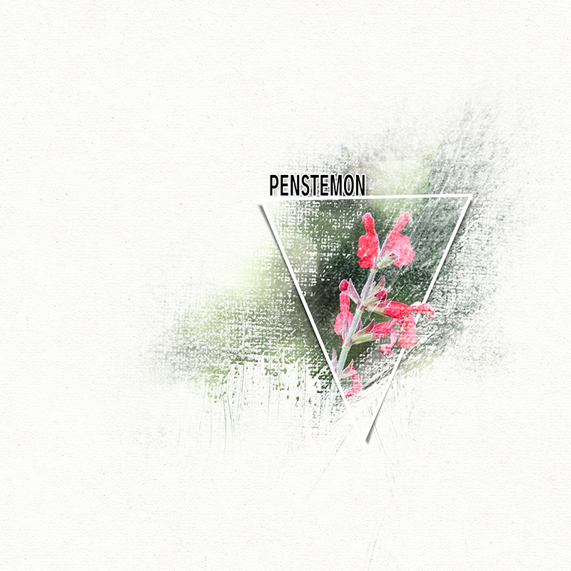 Challenge #2: Penstemon