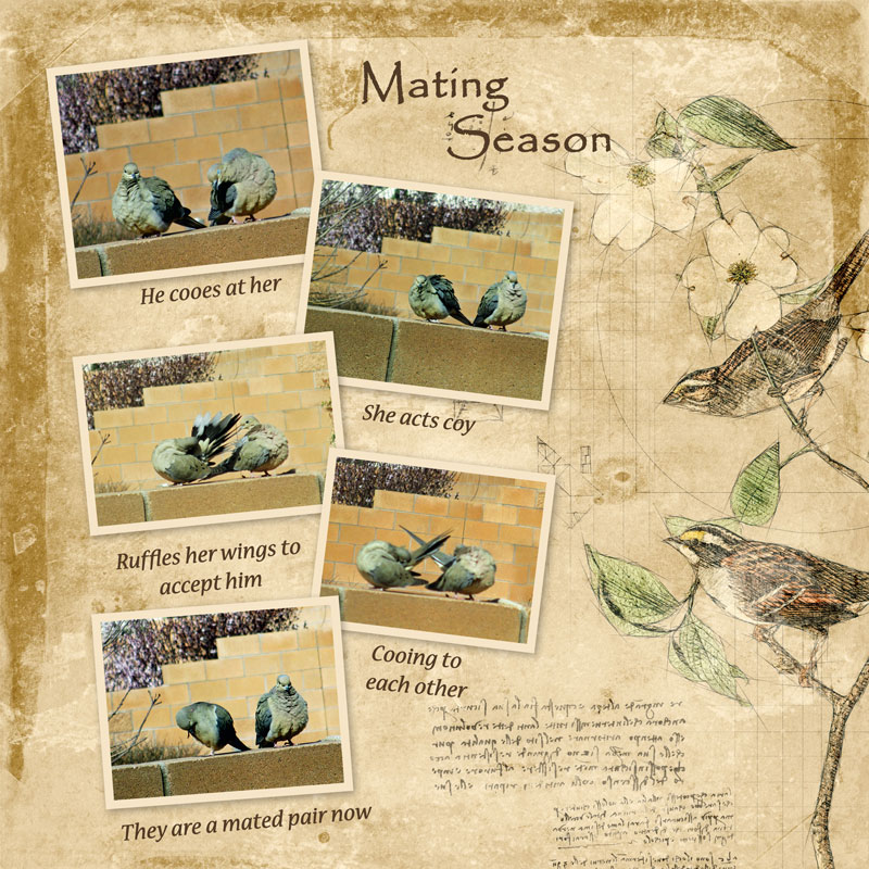 Challenge #3 - Mating-Season.jpg