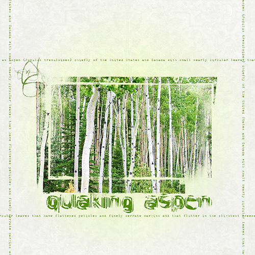 Challenge 3_Quaking Aspen