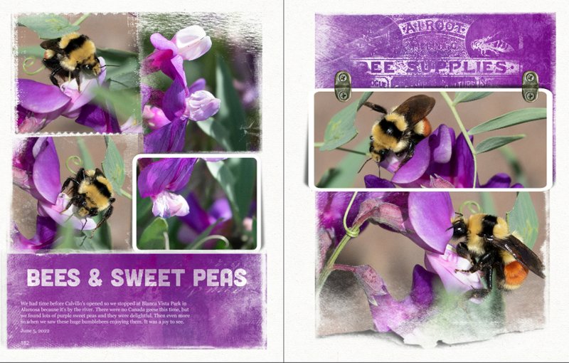 Challenge #4 Bees and Sweet Peas