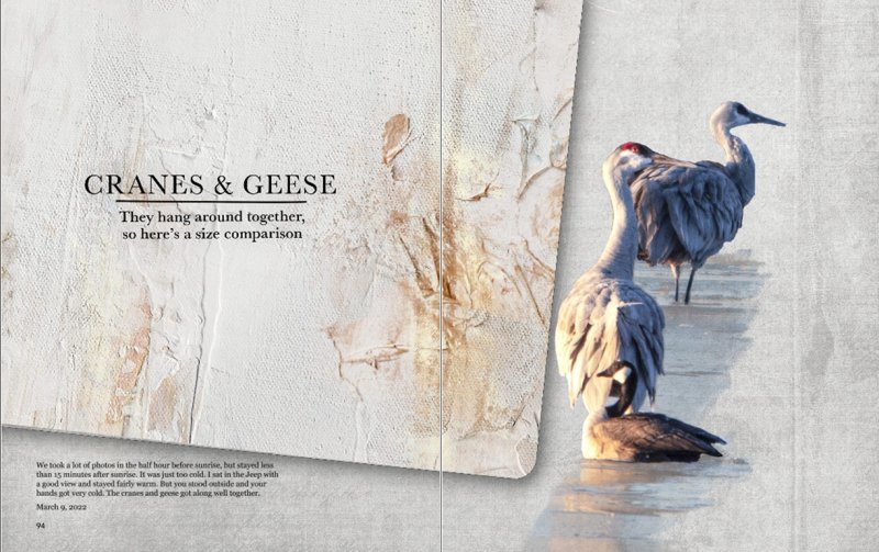 Challenge #5: Cranes & Geese