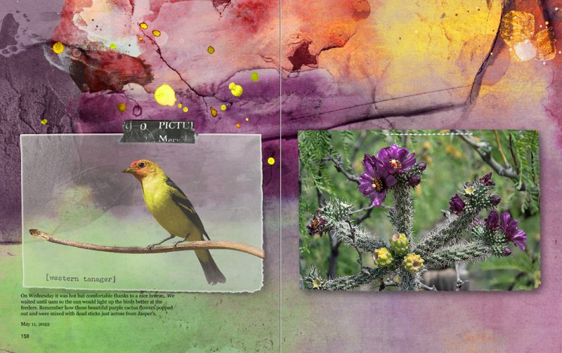 Challenge #5: Western Tanager