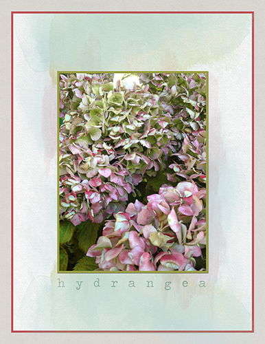 Challenge3_Birth Month Color_September_Hydrangea