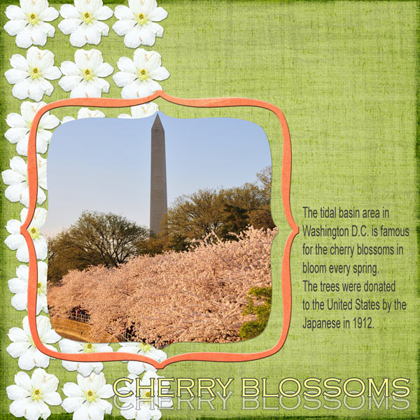Cherry Blossoms