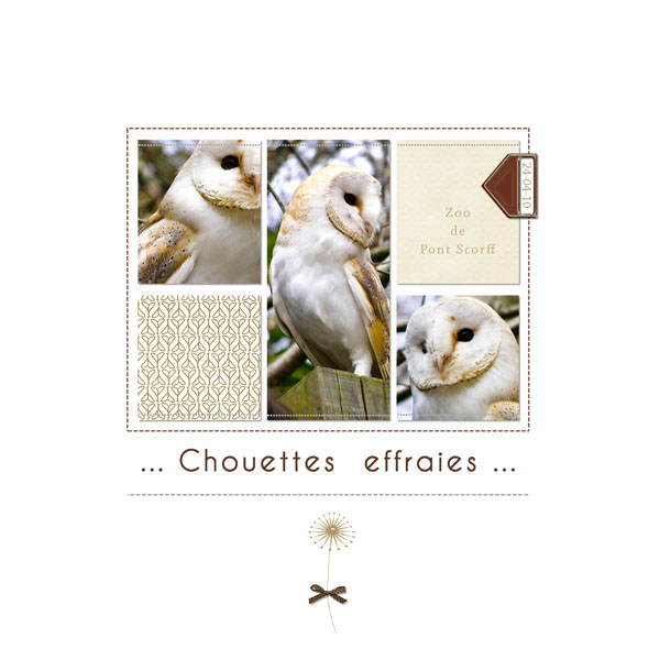 Chouettes